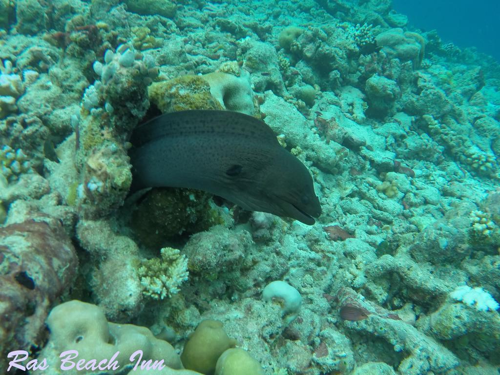 Ras Beach Inn Rasdhoo Exterior foto